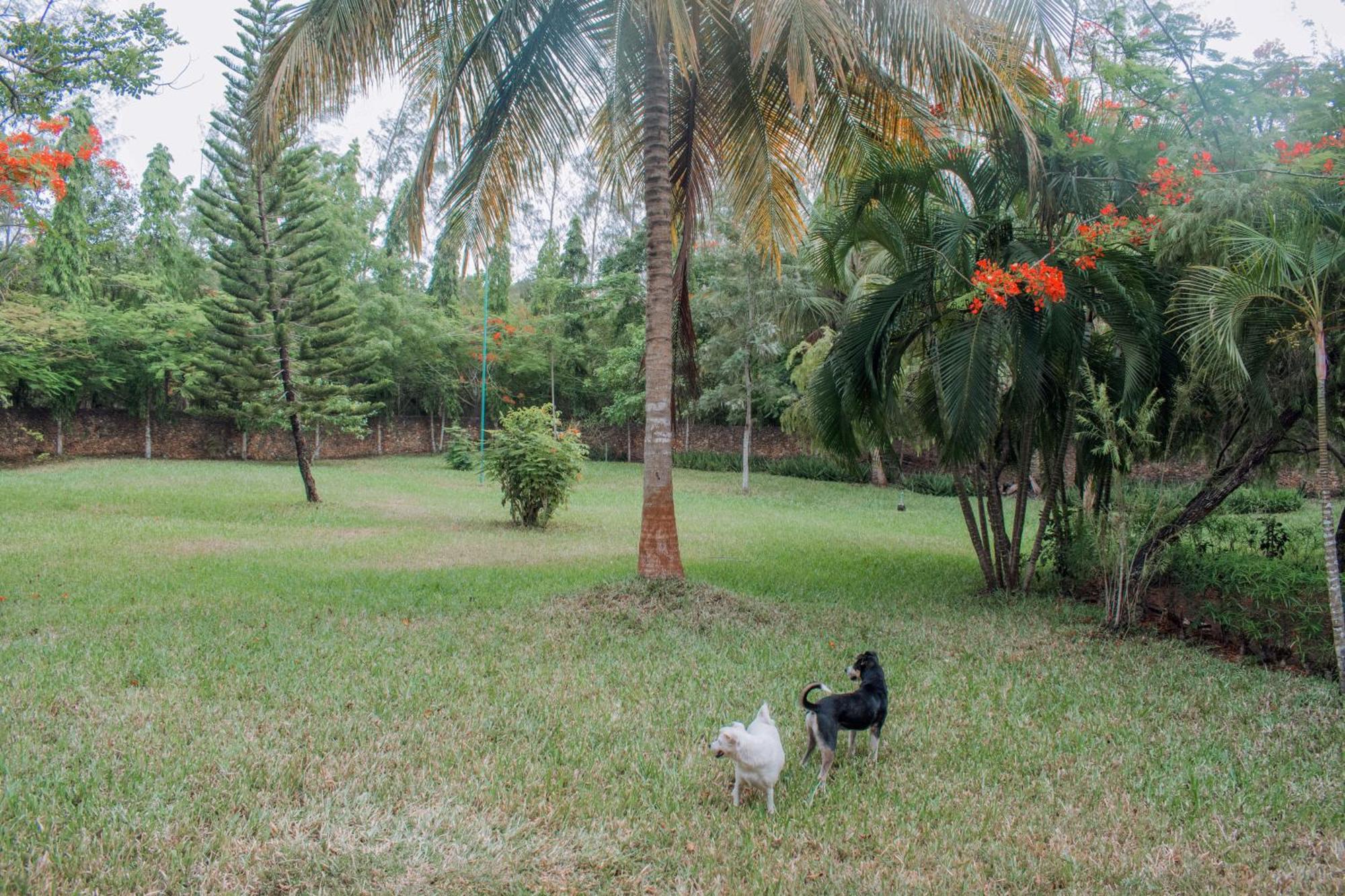 Kijani Cottages In Diani 디아니 해변 외부 사진
